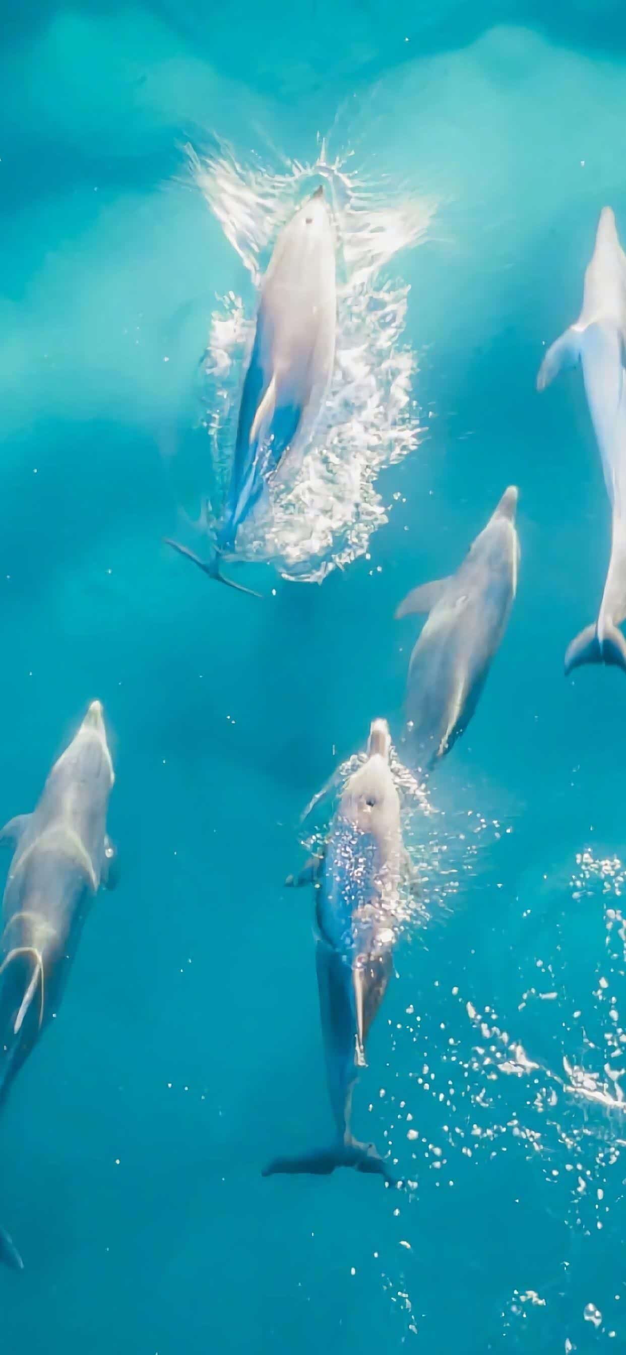 冲浪大师赛,岭东海豚队与江畔铁骑队强势横扫,VAR改判成焦点!战术板得到兑现的简单介绍 冲浪大师赛,岭东海豚队与江畔铁骑队强势横扫,VAR改判成焦点!战术板得到兑现的简单介绍